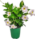 Tropical Plants of Florida - White Dipladenia Bush - 14 inch Overall Height - 6 inch Planter Pot (1 Gallon) (Plant Only)