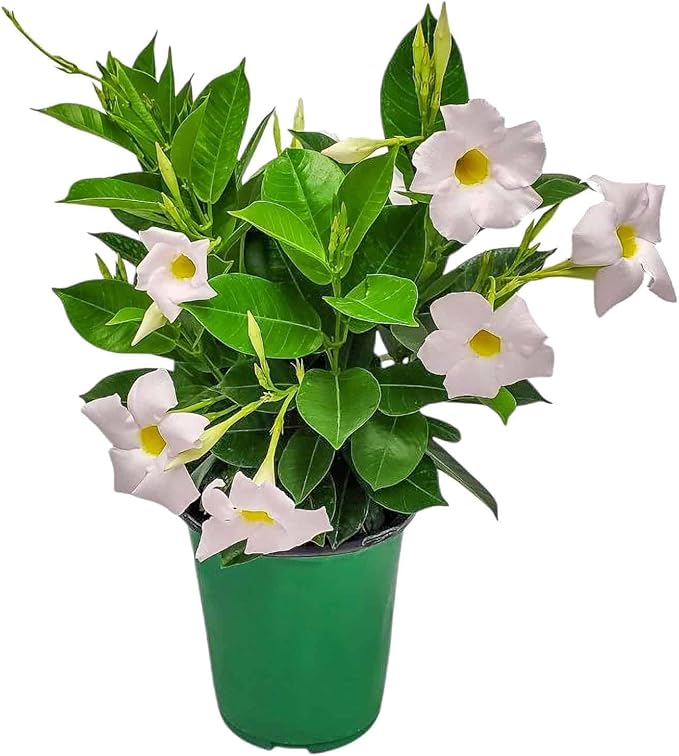 Tropical Plants of Florida - White Dipladenia Bush - 14 inch Overall Height - 6 inch Planter Pot (1 Gallon) (Plant Only)