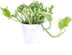 Pothos N'Joy (4" Grower Pot) - Low Light and Healthy Houseplant - Easy to Care Indoor Houseplant