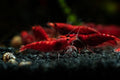 15+ Seam Oasis Fire Red Premium High-Grade Neocaridina Freshwater Aquarium Shrimp, Live Arrival Guarantee