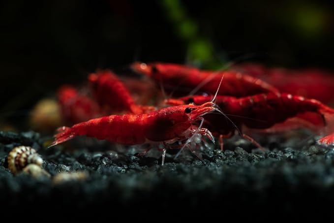 27+ Red–Blue-Orange Live Freshwater Shrimp High Grade Live Shrimps - Freshwater Shrimp Aquarium Inverts, Hardy Nano Tank Healthy Shrimps Pets - with Live Arrival Guarantee