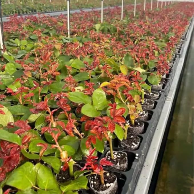 Deep Pink Climbing Roses Live Plants 7 Months Old, Rose Bushes Ready to Plant 5-9" Tall, Very Fragrant, Can Grow As Climber or Bush Tree or Trellises, Walls, Fences