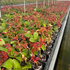 Deep Pink Climbing Roses Live Plants 7 Months Old, Rose Bushes Ready to Plant 5-9" Tall, Very Fragrant, Can Grow As Climber or Bush Tree or Trellises, Walls, Fences