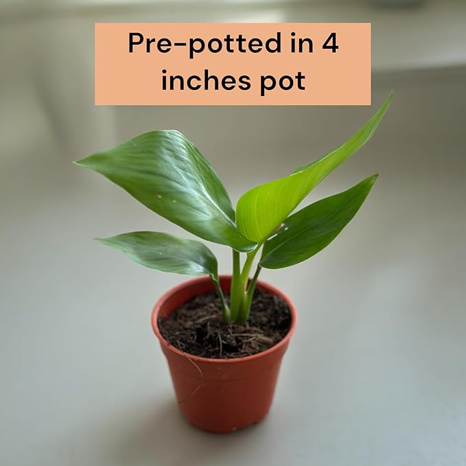 Live Bird of Paradise Plants in 4" Pot - Pet Safe Air Purifying Indoor Houseplants Flowers for Home Office Wedding Decor & Birthday Gift (Heat Pack Included)