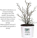 Proven Winners 2 Gal. Reminiscent Coral Rose Shrub
