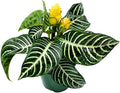 BubbleBlooms Saffron Spike Zebra Plant, Aphelandra squarrosa, Zebraplant in a 4 inch Pot