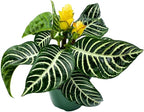 BubbleBlooms Saffron Spike Zebra Plant, Aphelandra squarrosa, Zebraplant in a 4 inch Pot