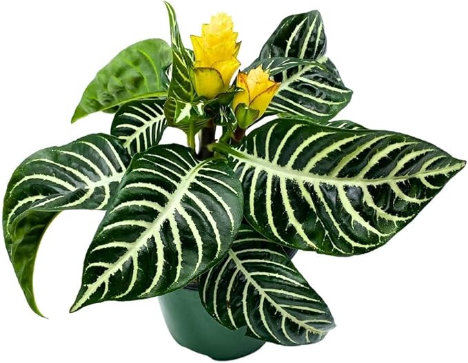 BubbleBlooms Saffron Spike Zebra Plant, Aphelandra squarrosa, Zebraplant in a 4 inch Pot