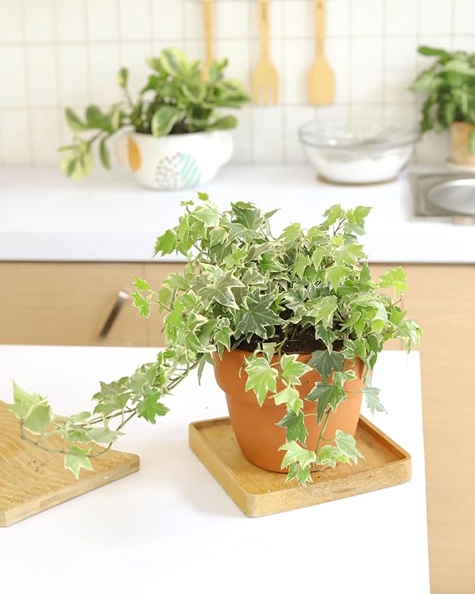 Golden English Ivy (4" Grower Pot) - Air Purifying and Live Healthy Houseplant - Easy to Grow, Easy to Care Indoor Houseplant