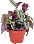 Tradescantia Zebrina 'Wandering Dude' (4 inch) - Air-Purifying Houseplants - 4/6 inch Unique Live Decorative Houseplants - Low-Maintenance Indoor Plants, House Warming Gift, Natural Air Purifier