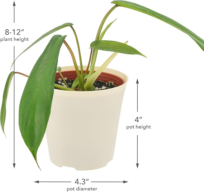 Arcadia Garden Products Live Joepii Philodendron Rare Indoor Houseplant in Plastic Pot, Tropical Plant Collector Gift for Home and Garden Decor, 4-inch, Beige