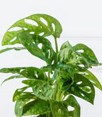 100 Pcs Fresh Monstera Plant Seeds,Exotic Tropical Foliage for Indoor and Outdoor Planting