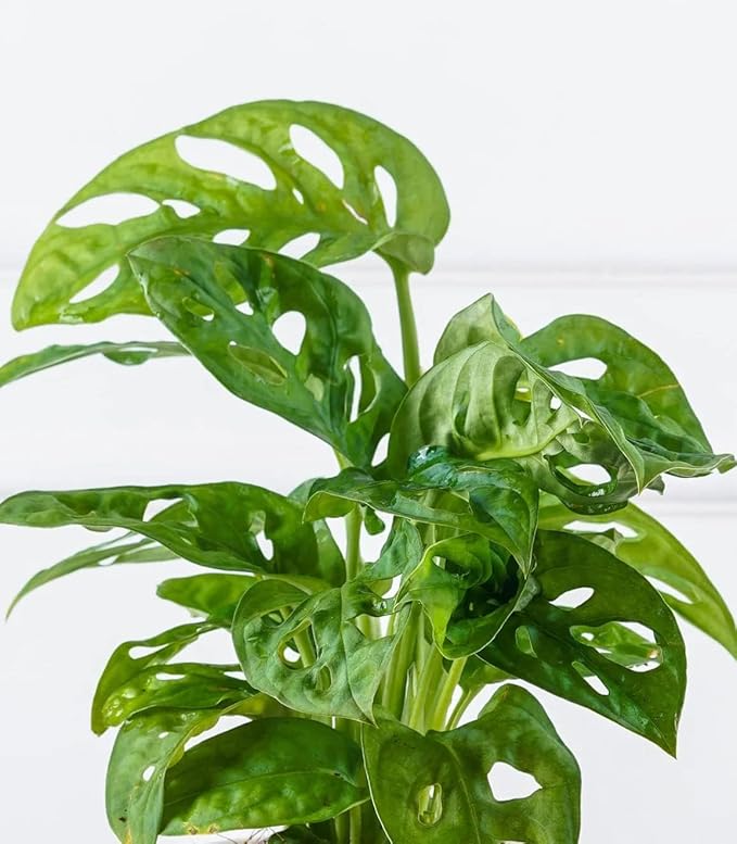 100 Pcs Fresh Monstera Plant Seeds,Exotic Tropical Foliage for Indoor and Outdoor Planting