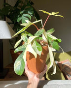 Philodendron Florida Beauty Variegated – 4" Live Plant | Rare Collector Aroid | Cream & Green Variegated Leaves | Tropical Indoor Houseplant