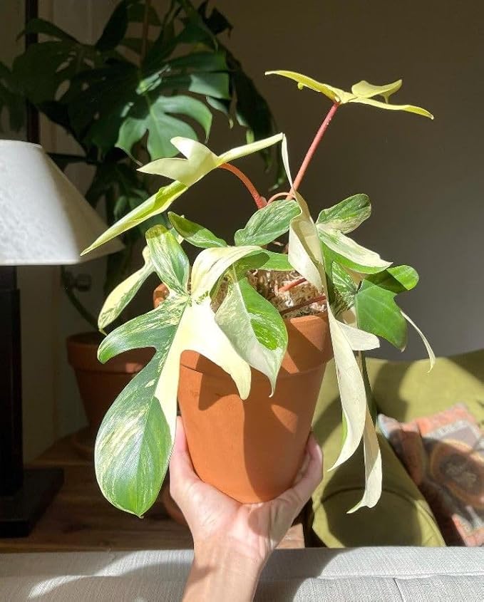 Philodendron Florida Beauty Variegated – 4" Live Plant | Rare Collector Aroid | Cream & Green Variegated Leaves | Tropical Indoor Houseplant