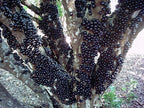 Jabuticaba Tree - 4" Pot - House Plant, Outdoors or Bonsai
