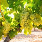 Grape Vine Plant Live for Planting Outdoors, Grape Plant Live Grape Tree to Grow 1-2 Years Old Well-Rooted, Black Grape Fruit Tree Live Plant (Green Grape)
