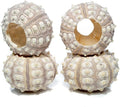 Nautical Crush Trading Sea Urchins Shells for Air Plants - 4 Purple Sputnik (1.5-3") Sea Urchin Shells - Hanging Air Plant Holder - Air Plants Live Holders - Air Plant Pot - No Plants Included