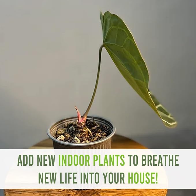 LEAL PLANTS ECUADOR Anthurium Crystallinum| Green Live House Plant for Indoors|Rare and Exotic Indoor Plants for Living Room|Anthuriums Live Plants |Crystallinum House Plant