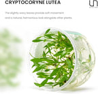 Ultum Nature Systems Live Plants - Crypt Lutea (Cryptocoryne Lutea) - Low to Medium Light, Green & Bronze Accent, Foreground to Midground Placement in Freshwater Aquarium - Tissue Culture