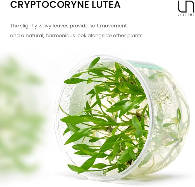 Ultum Nature Systems Live Plants - Crypt Lutea (Cryptocoryne Lutea) - Low to Medium Light, Green & Bronze Accent, Foreground to Midground Placement in Freshwater Aquarium - Tissue Culture