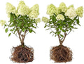 2 Limelight Hydrangea Tree Live Plants | 1-2ft Bare Root Seedlings | Low Maintenance Flowering Shrub | Well-Rooted Tree for Landscapes | Dormant Plant