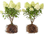 2 Limelight Hydrangea Tree Live Plants | 1-2ft Bare Root Seedlings | Low Maintenance Flowering Shrub | Well-Rooted Tree for Landscapes | Dormant Plant