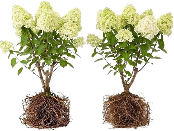 2 Limelight Hydrangea Tree Live Plants | 1-2ft Bare Root Seedlings | Low Maintenance Flowering Shrub | Well-Rooted Tree for Landscapes | Dormant Plant