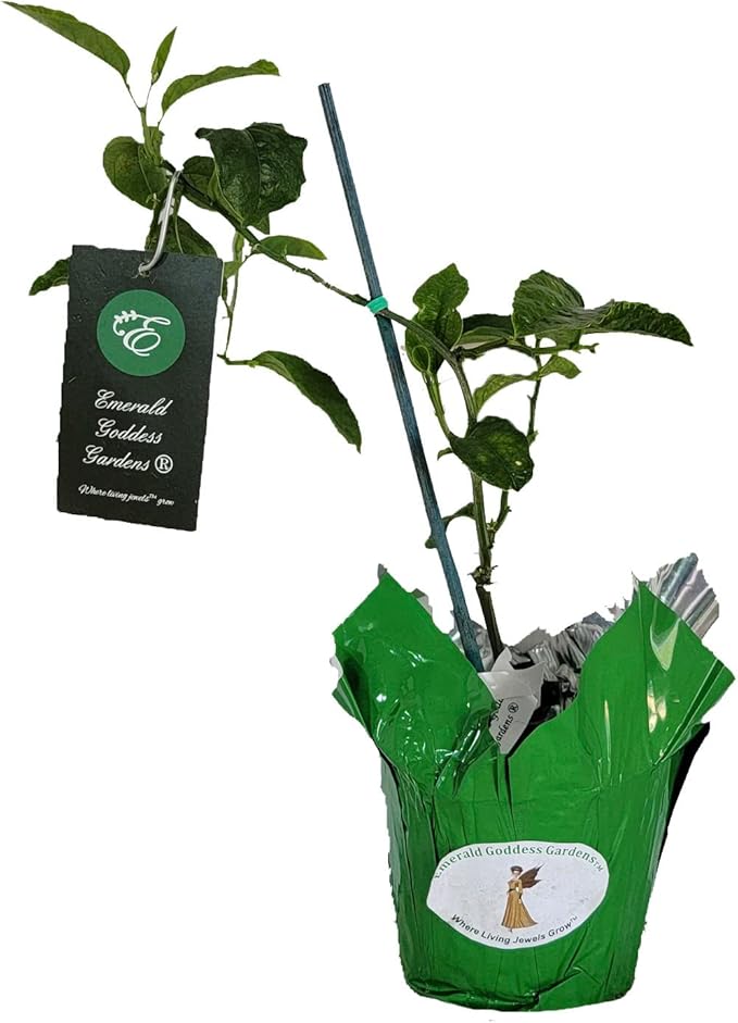 Ruby Glow - Passion Flower Vine - Passiflora phoenicea - Live Butterfly Plant - Fragrant Purple Violet Bloom - Emerald Goddess Gardens - Starter Sz 4 Inch Pot