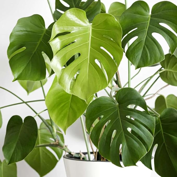 Philodendron Plant Live, Rare Tropical Variegated Live Indoor Houseplant for Home Office, 5-8" Tall, No Pot (Green Philodendron Plant)