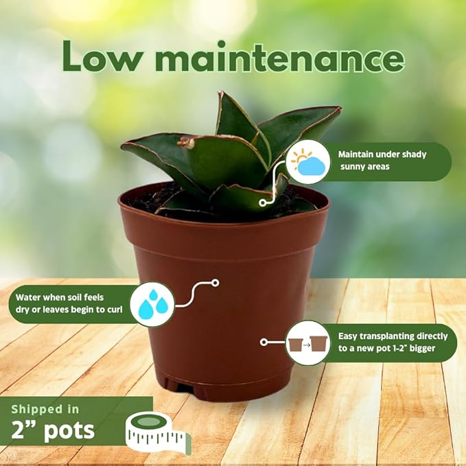 BubbleBlooms Sansevieria Snakeplant Variety Bundle, Braided cylindrica Dragon Fingers, Samurai Dwarf ehrenbergii, Cylindrical Starfish Snake Plant boncel