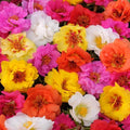Outsidepride Mixed Moss Rose Seeds - 250 Pcs Annual, Drought & Heat Tolerant, Pollinator Friendly Ground Cover Seeds for Planting w/Vibrant Blooms & Succulent Foliage, Ideal for Xeriscaping