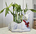 7 Lucky Bamboo Plants 4 inches with Butterfly Stake, Gift, Live Plants, Indoor Plants, Bring Good Luck to Your Home, Feng Shui