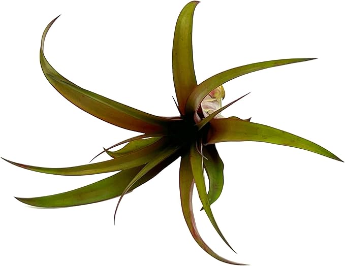 ragnaroc Air Plants - Tillandsia Red Capitata, Large 5-7” - 3 ct - Live Arrival Guaranteed - House Plants for Home Decor & Gift