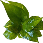 Pothos Live Indoor Plant, 4 inch Pot, Variegated White and Green Leaves - Easy to Care for - Perfect for Indoor and Outdoor Home Decor, Office, and Gift (Golden Pothos)
