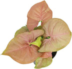 Syngonium Neon Robusta (4 inch) - Lucky Houseplants - 4/6 inch Unique Live Decorative Houseplants - Easy to Care Indoor Plants, Perfect for Office, Home & Feng Shui Decor