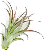 ragnaroc Air Plants - Tillandsia Brachycaulos Multiflora, Jumbo 5-7" - 1 ct - Live Arrival Guaranteed - House Plants for Home Decor & Gift