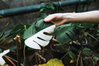 GARDENERA Monstera Borsigiana Soil Blend - Specially Designed for Unique Plant Needs - 4 Quart