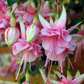2 Fuchsia Plants, Live Fragrant Fuchsia Flower Bush Shrub, 3-6 Inches Tall (Pink)