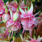 2 Fuchsia Plants, Live Fragrant Fuchsia Flower Bush Shrub, 3-6 Inches Tall (Pink)