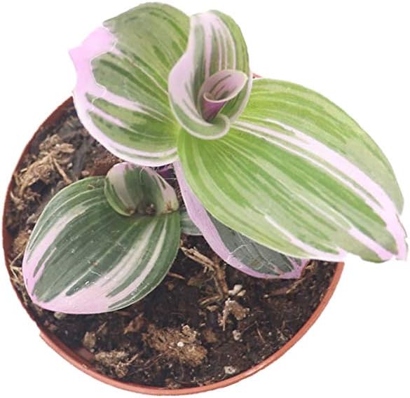 California Tropicals Pink Tradescantia - Rare Nanouk - Live Houseplant Potted in Soil with Rooted Leaves - Easy Care Indoor Outdoor Plant, Mini Tiny Tropical Plant Garden, 3 inch Pot