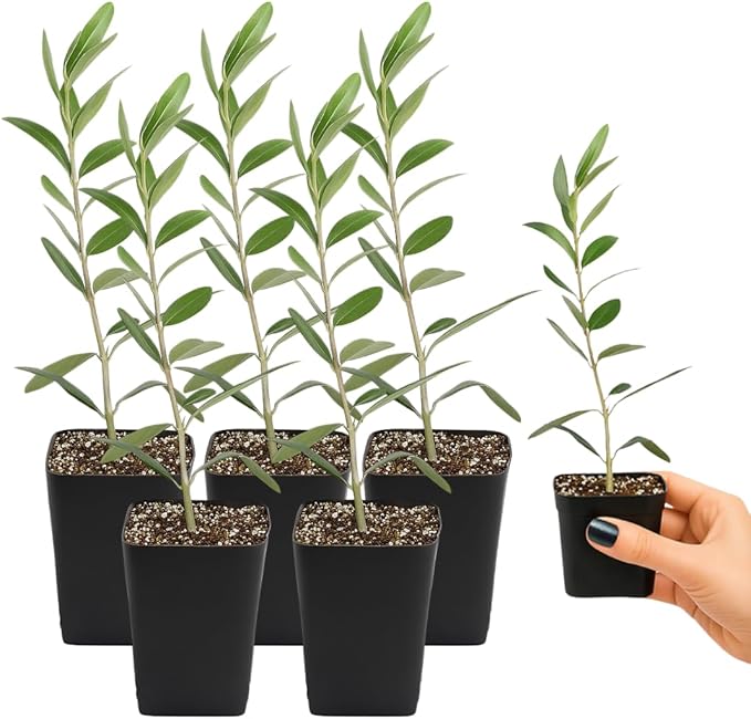 MYSHELFIE Dwarf Olive Tree Starter Plant, 2 Inch Pot, Indoor Outdoor Bonsai (5)