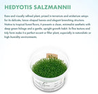 SubstrateSource Live Plant - Hedyotis salzmannii - Midground Stem with Bright Green Growth, Snail-Free in Vitro Aquarium Plant - Tissue Culture