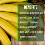Banana Tree Gran Nain. Set of 4 Starter Live Plants (Gran Nain)