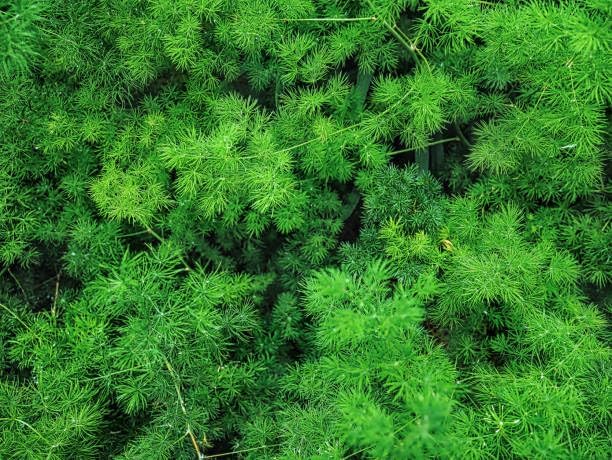 25+ Asparagus Plumosus Nanus Seeds for Planting, Heirloom Asparagus Fern Seeds, Dwarf Lace Fern Seeds, Delicate Foliage Houseplant, Air Purifying Indoor Plant, Perfect for Office Desk & Home Decor