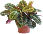 Maranta Red Prayer (6 inch) - Pet-Friendly Houseplants - Attractive Indoor Plants, Easy to Grow, Pet Safe Plants for Cats & Dogs, Ideal for Home Decor, Office & Gift