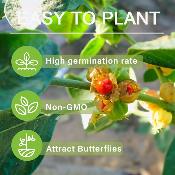 100+ Seed Ashwagandha Seeds for Planting Outdoor -Plant & Grow Heirloom Medicinal Herb Non-GMO in Your Home Garden