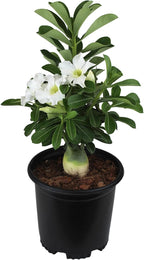 White Desert Rose Plant Live Succulent, 1 Gal Grower Pot, Adenium Desert Rose Plant Live Indoor Houseplants & Outdoor Succulents, Easy Care Flowering Plants by Plants for Pets