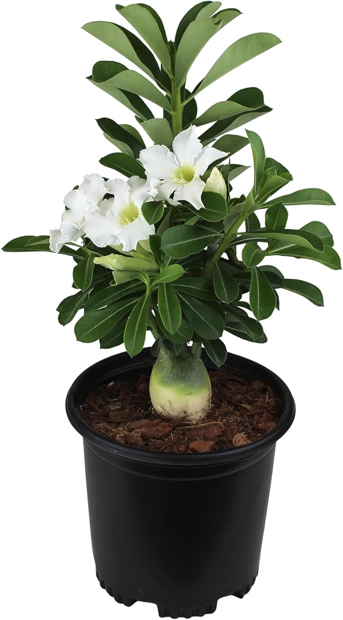 White Desert Rose Plant Live Succulent, 1 Gal Grower Pot, Adenium Desert Rose Plant Live Indoor Houseplants & Outdoor Succulents, Easy Care Flowering Plants by Plants for Pets
