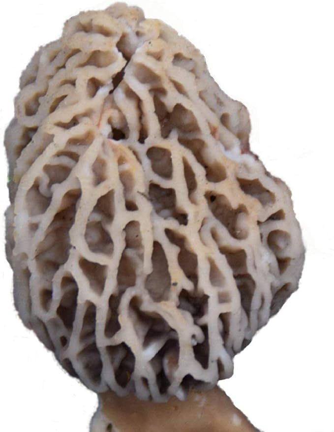 Garden Morel Mushroom Grow Kit - MOREL HABITAT KIT ® - Grow Morchella Mushrooms